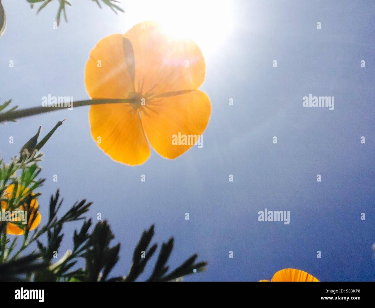 Close up Portrait of California Poppies Blick in die Sonne - Smartphone-aufgenommenes Stockfoto