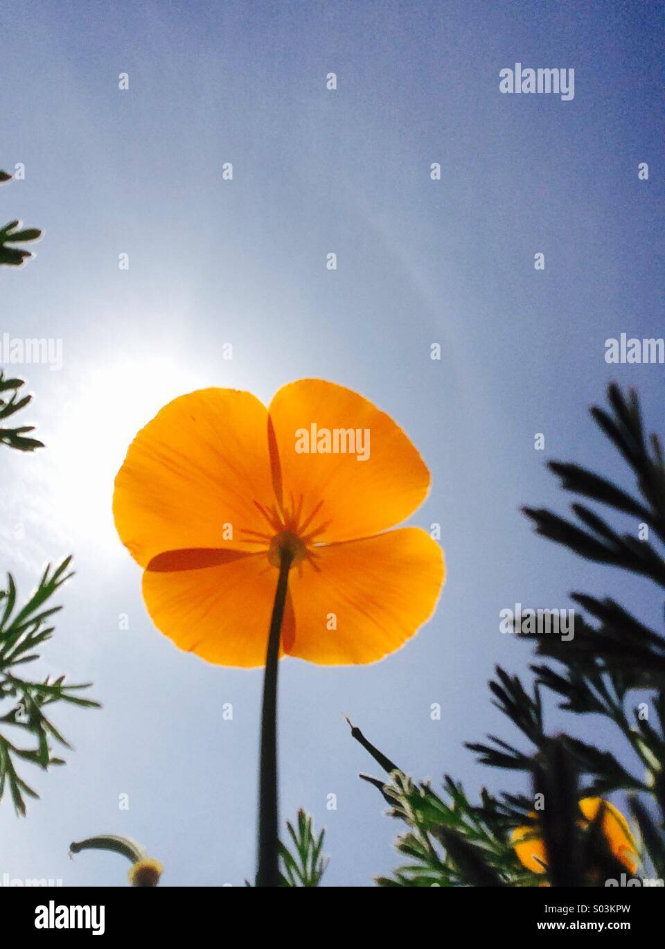 Nahaufnahme von einem kalifornische Mohn Blick in die Sonne - Smartphone-aufgenommenes Stockfoto