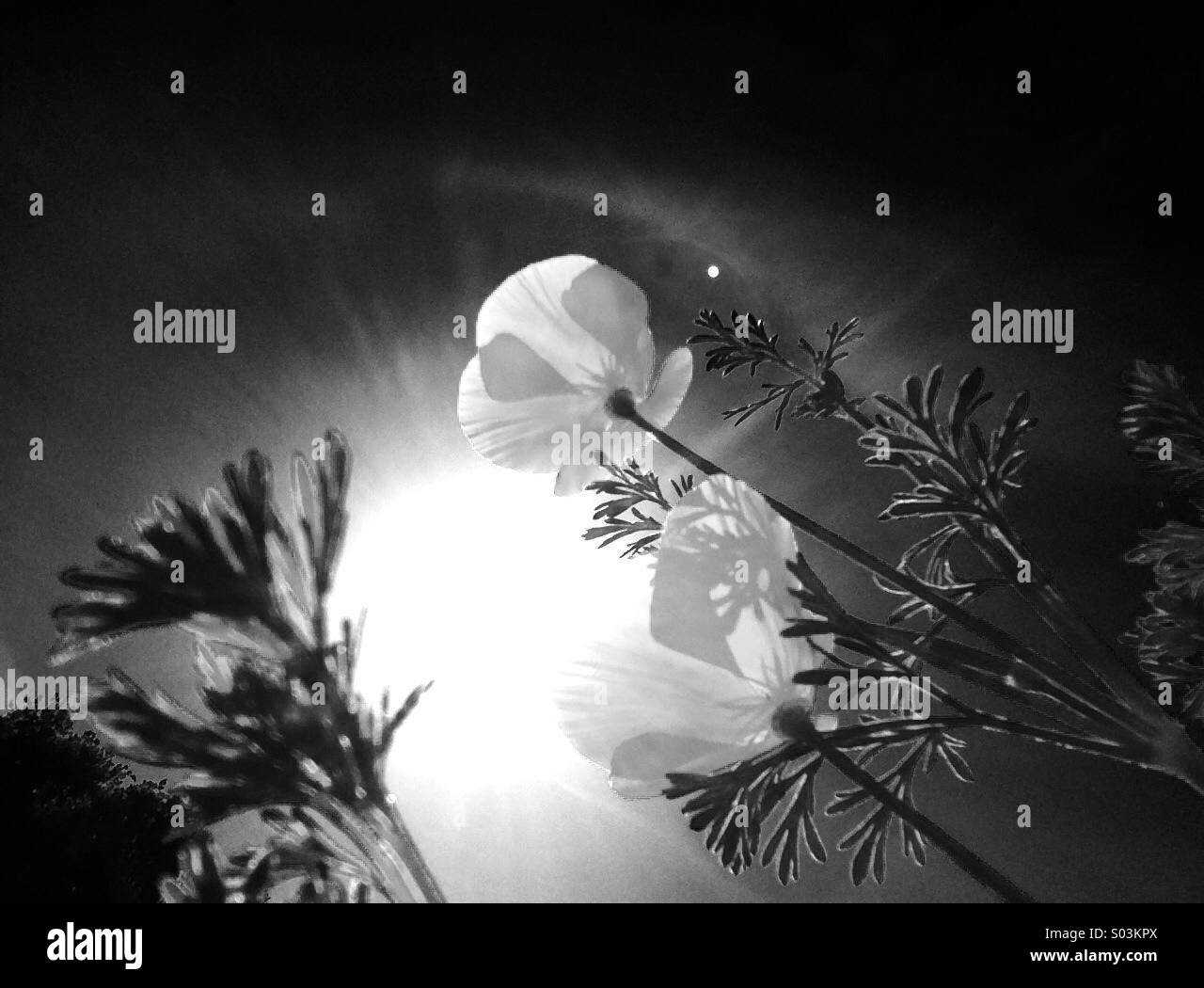 California Poppies Blick in die Sonne - Smartphone-aufgenommenes Stockfoto