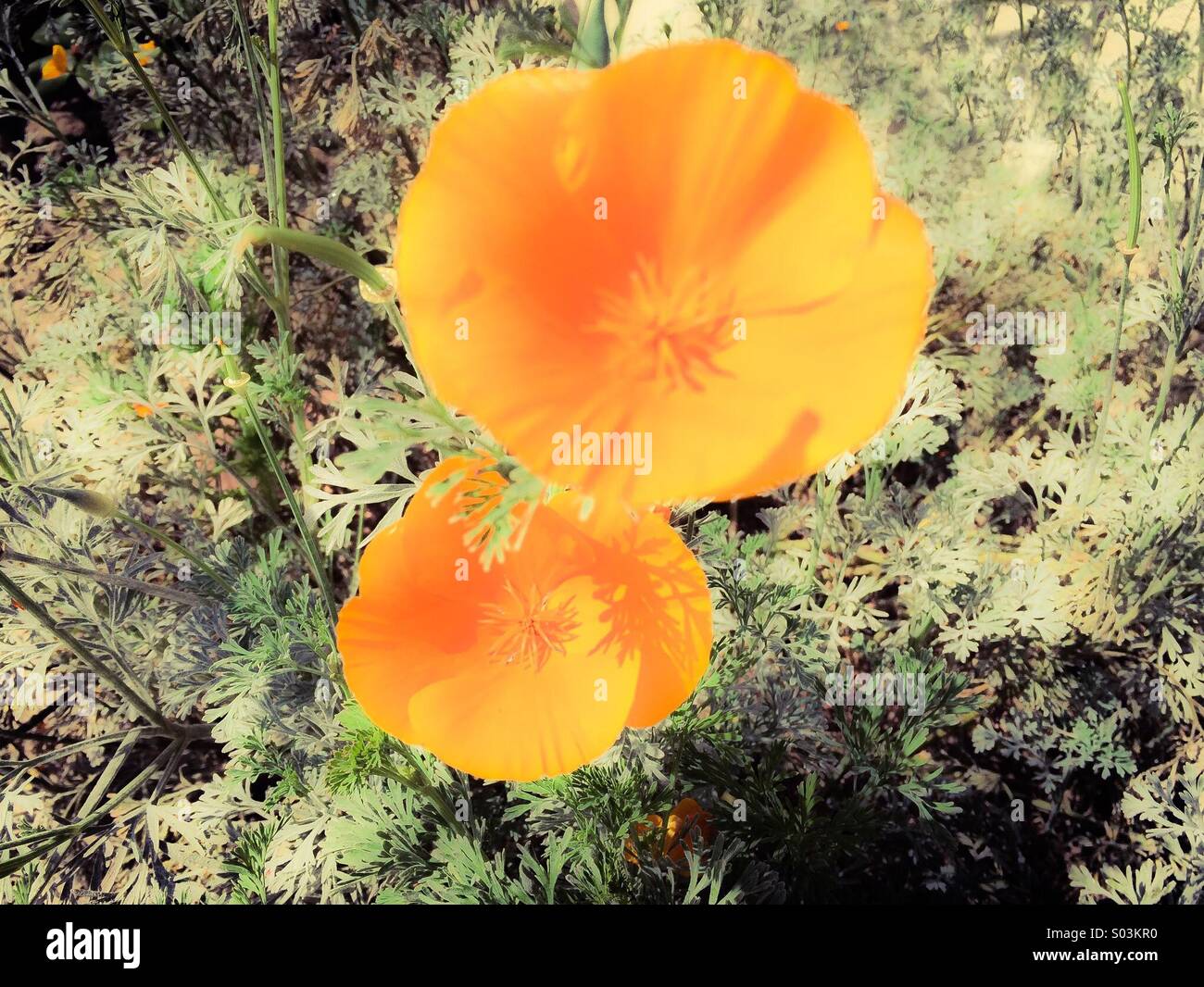 California poppies - Smartphone-aufgenommenes Stockfoto