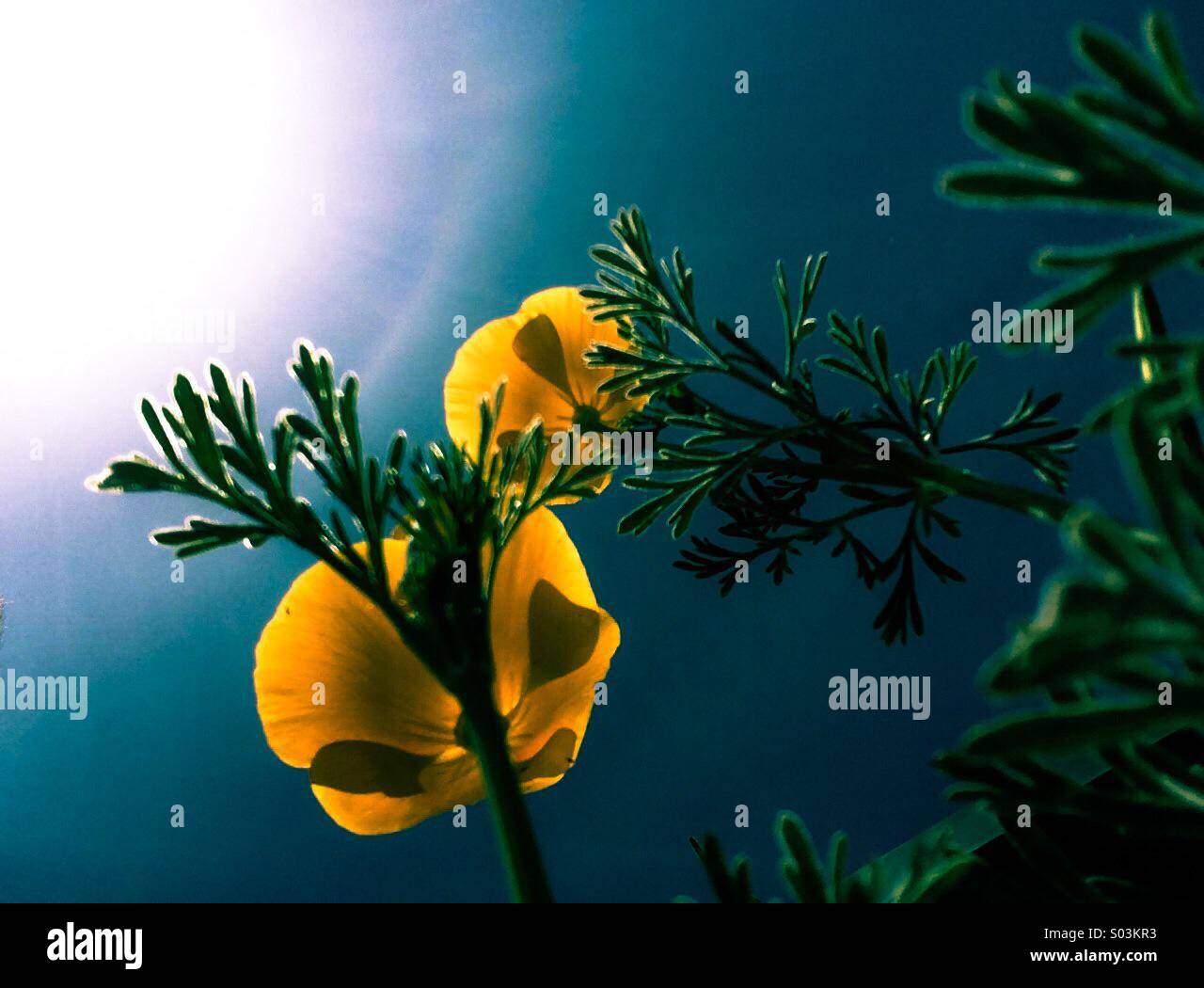 California Poppies Blick in die Sonne - Smartphone-aufgenommenes Stockfoto