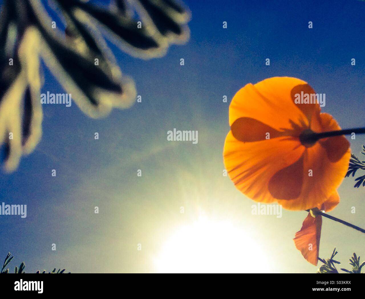 California Poppies Blick in die Sonne - Smartphone-aufgenommenes Stockfoto