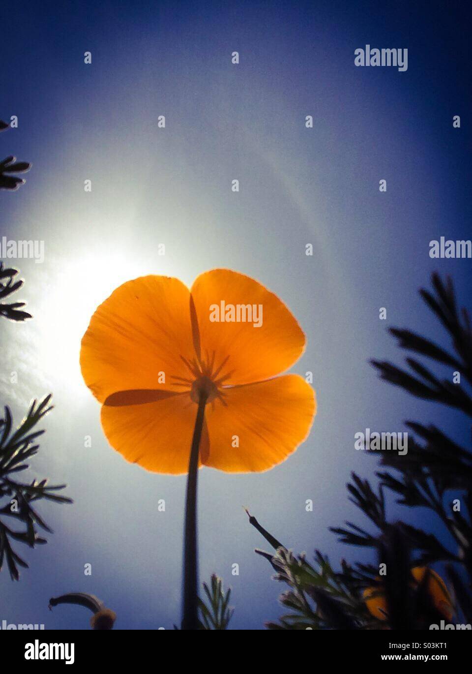 Nahaufnahme von einem kalifornische Mohn Blick in die Sonne - Smartphone-aufgenommenes Stockfoto