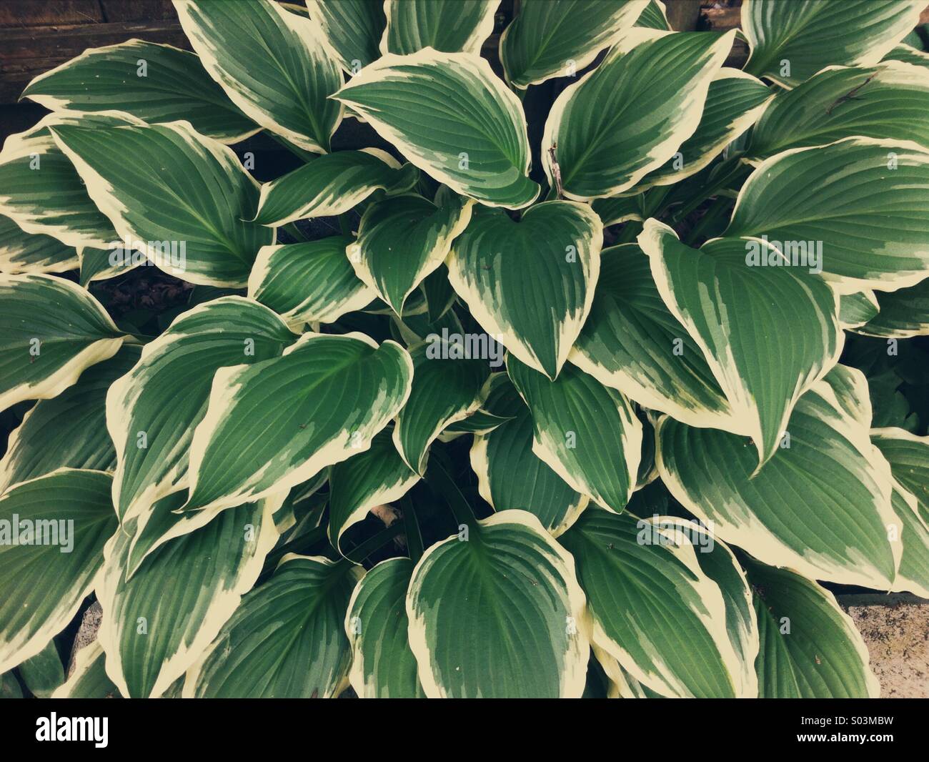 Bunte Hosta Pflanze im Schatten Garten, British Columbia, Kanada. Stockfoto