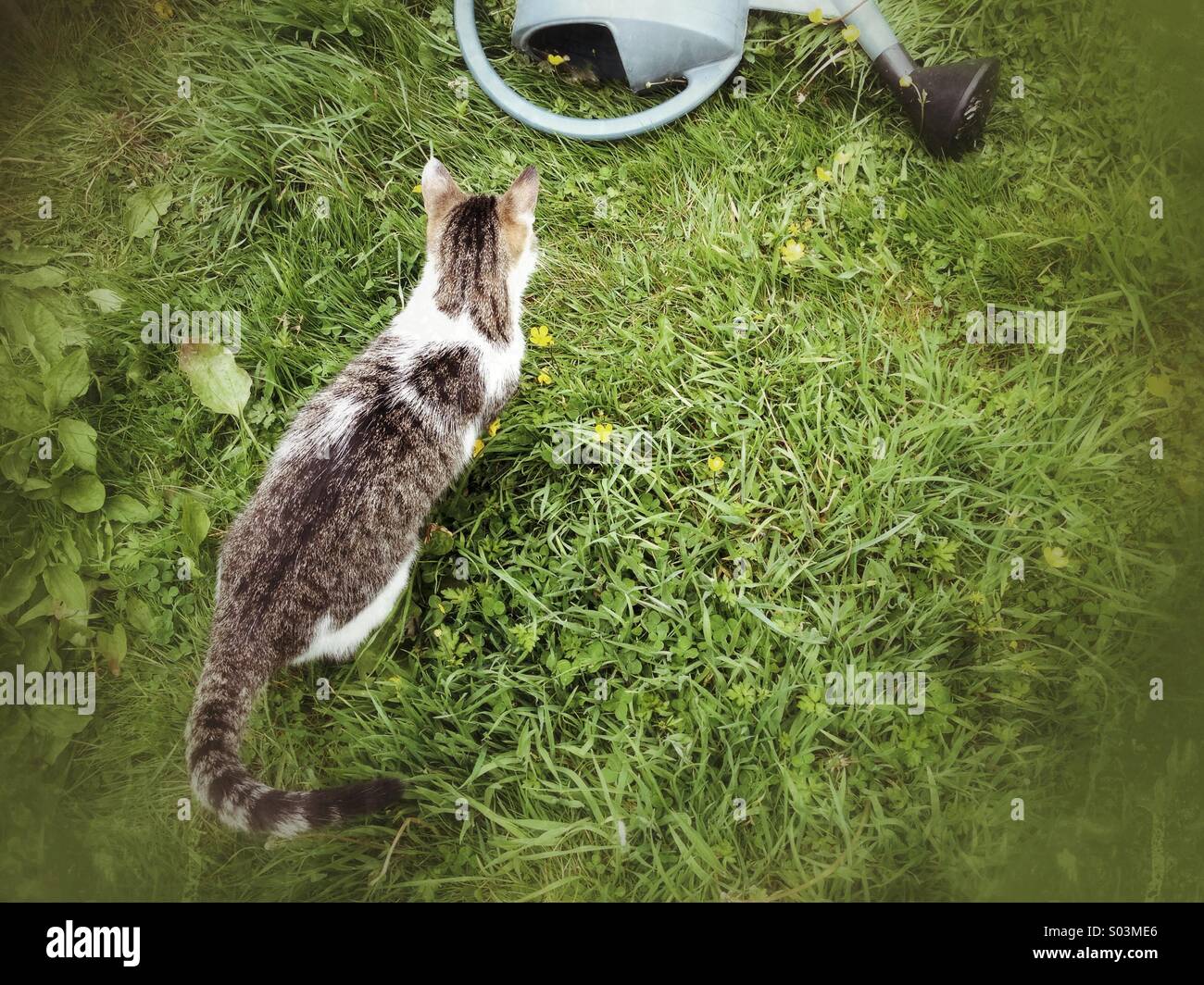 Neugierige Katze suchen in Gießkanne in Rasen Stockfoto