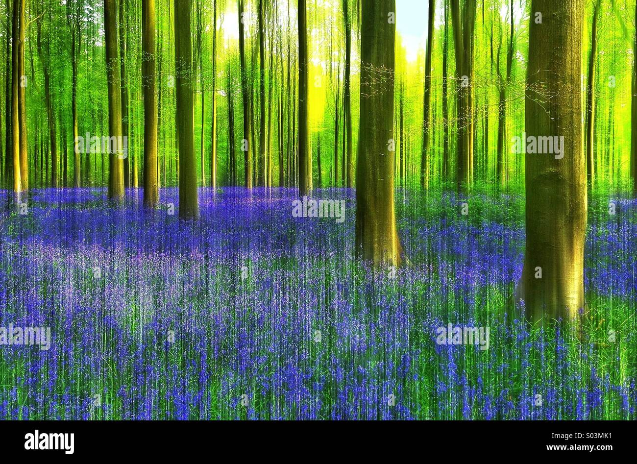 Einen künstlerischen Blick auf eine englische Bluebell Wald Szene im Frühling. Bluebell Blume (Hyacinthoides Non-Scripta) ist möglicherweise der Nation Lieblingsblume. - Smartphone-aufgenommenes Stockfoto