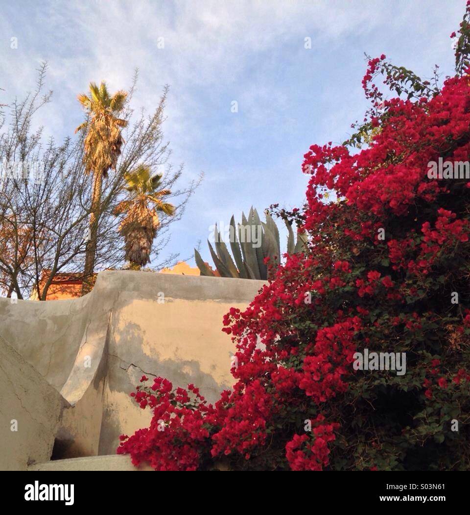 Kaskade, roten und gelben Blüten, Echo Park, Los Angeles Stockfoto