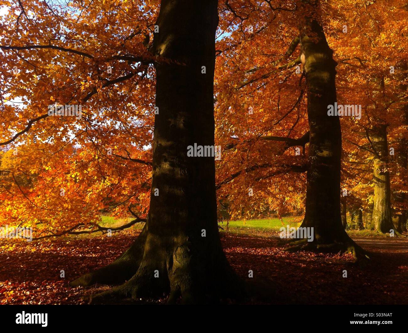 Herbstlandschaft im Park Sonsbeek, in der Stadt Arnheim. Holland Stockfoto