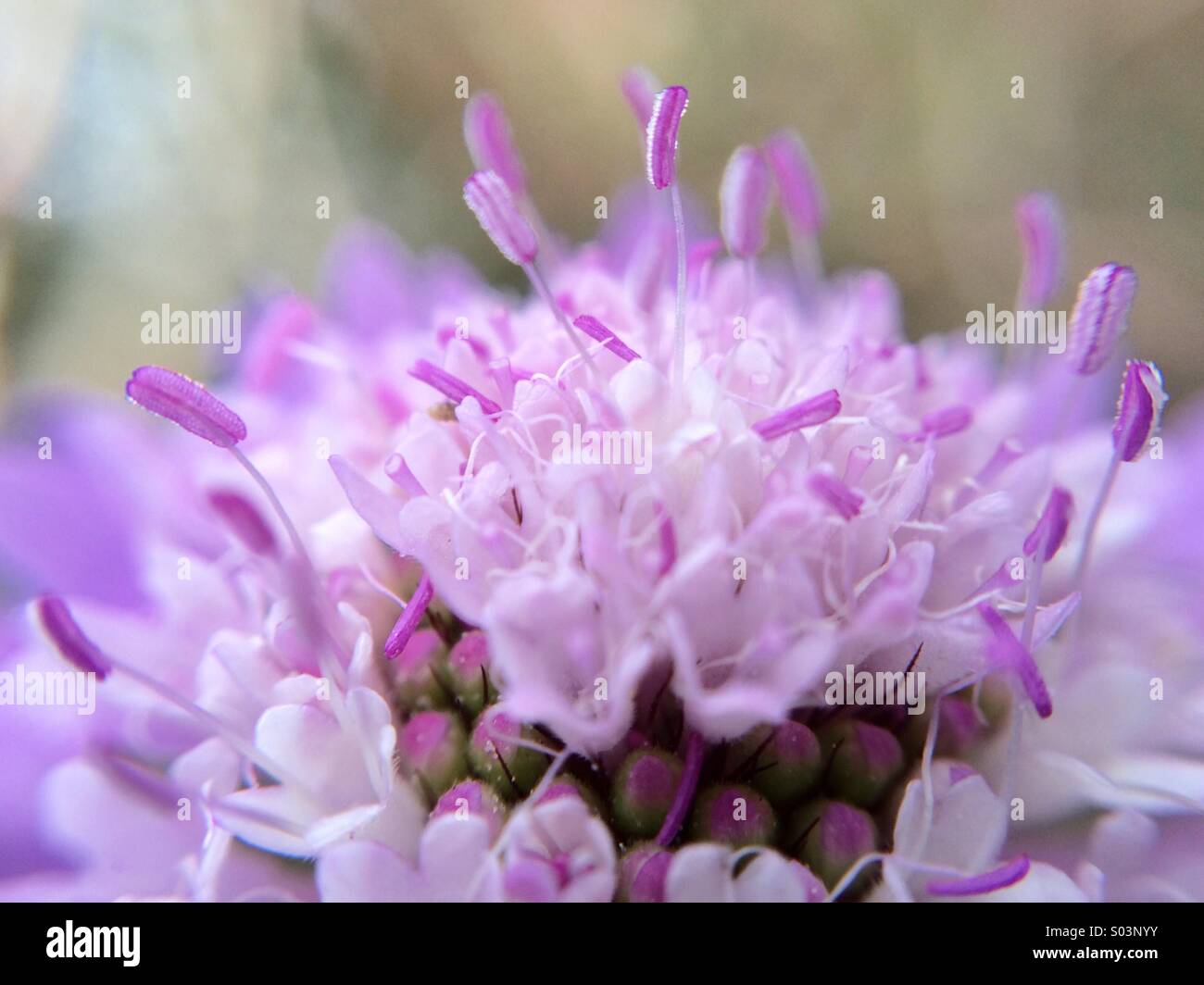 Makro einer Nadelkissen Blume - Smartphone-aufgenommenes Stockfoto