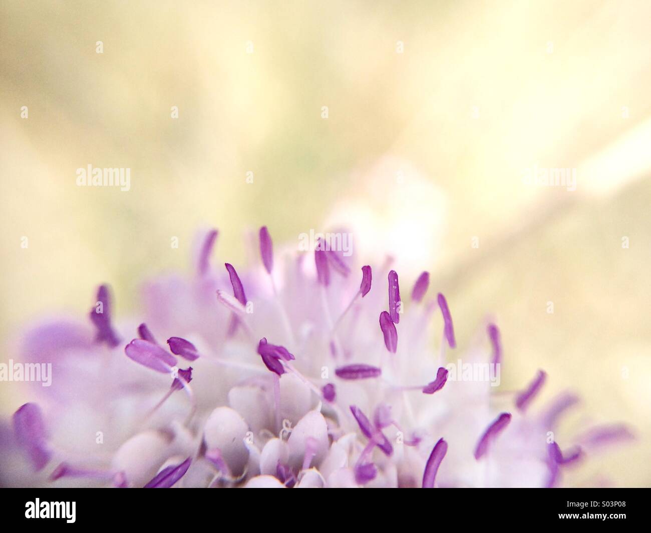 Makro einer Nadelkissen Blume - Smartphone-aufgenommenes Stockfoto
