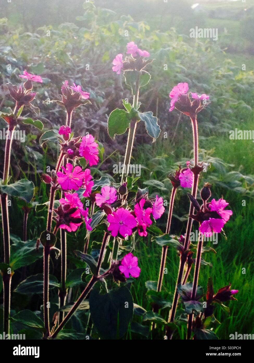 Wild lila Blumen Stockfoto