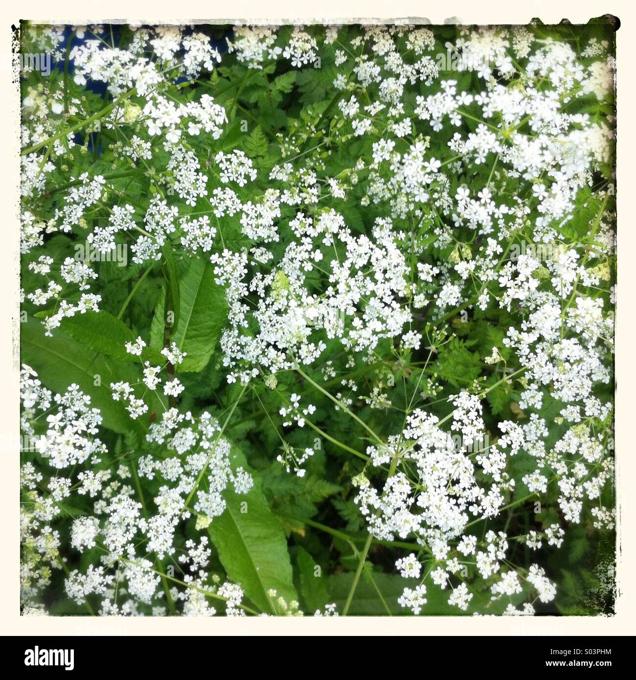 Kuh-Petersilie-Blumen - Smartphone-aufgenommenes Stockfoto