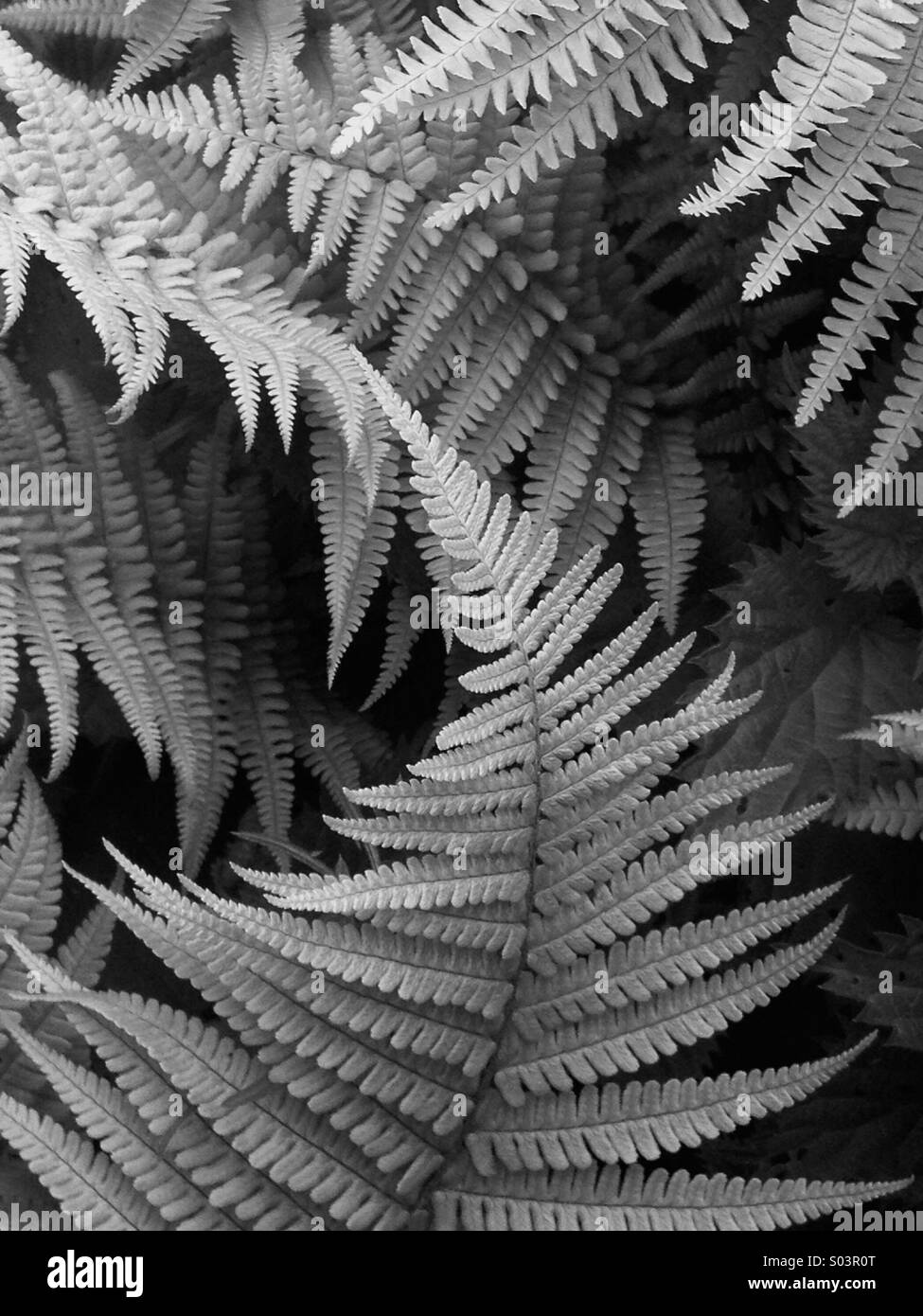 Farn Muster der Blätter oder Wedel - Smartphone-aufgenommenes Stockfoto