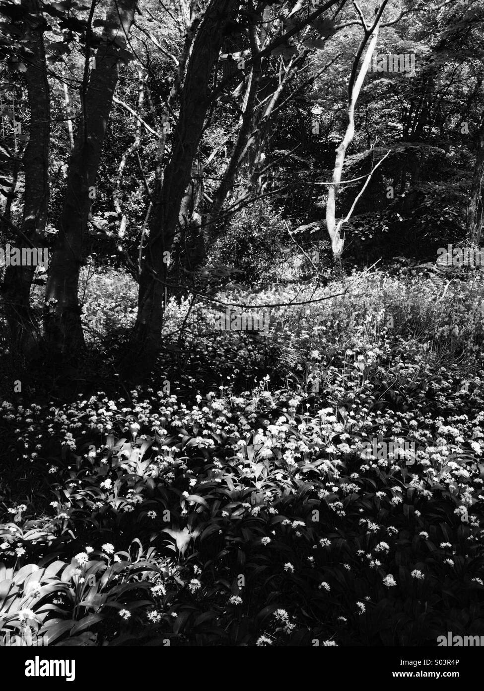 Bärlauch-Blumen auf dem Waldboden Stockfoto