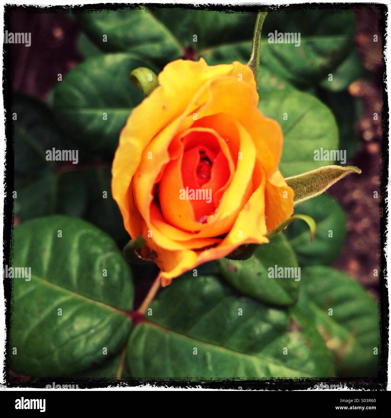 Gelbe rose Blume Stockfoto