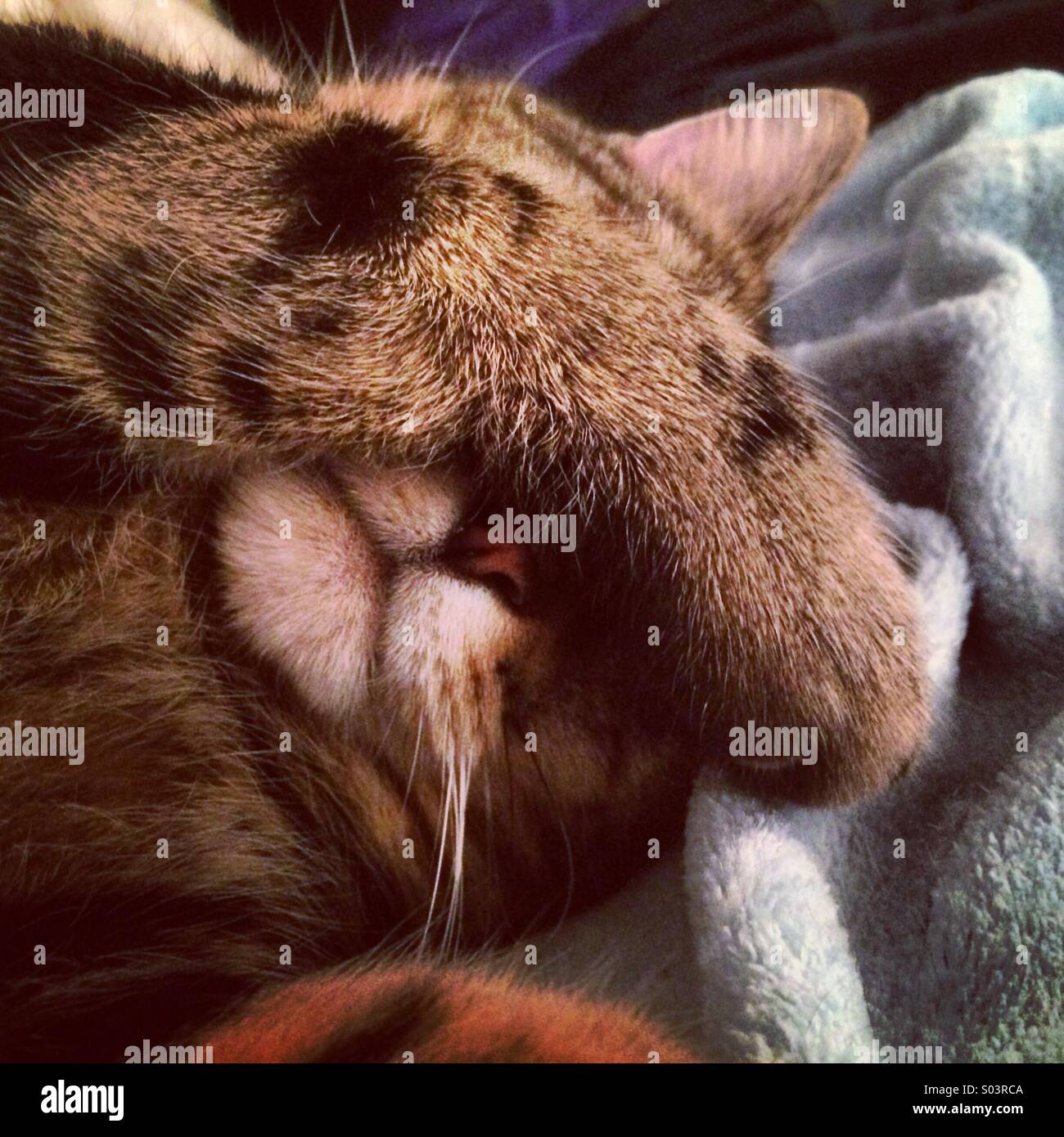 Eine Tabbykatze für seine Augen mit Pfote während des Schlafens Stockfoto