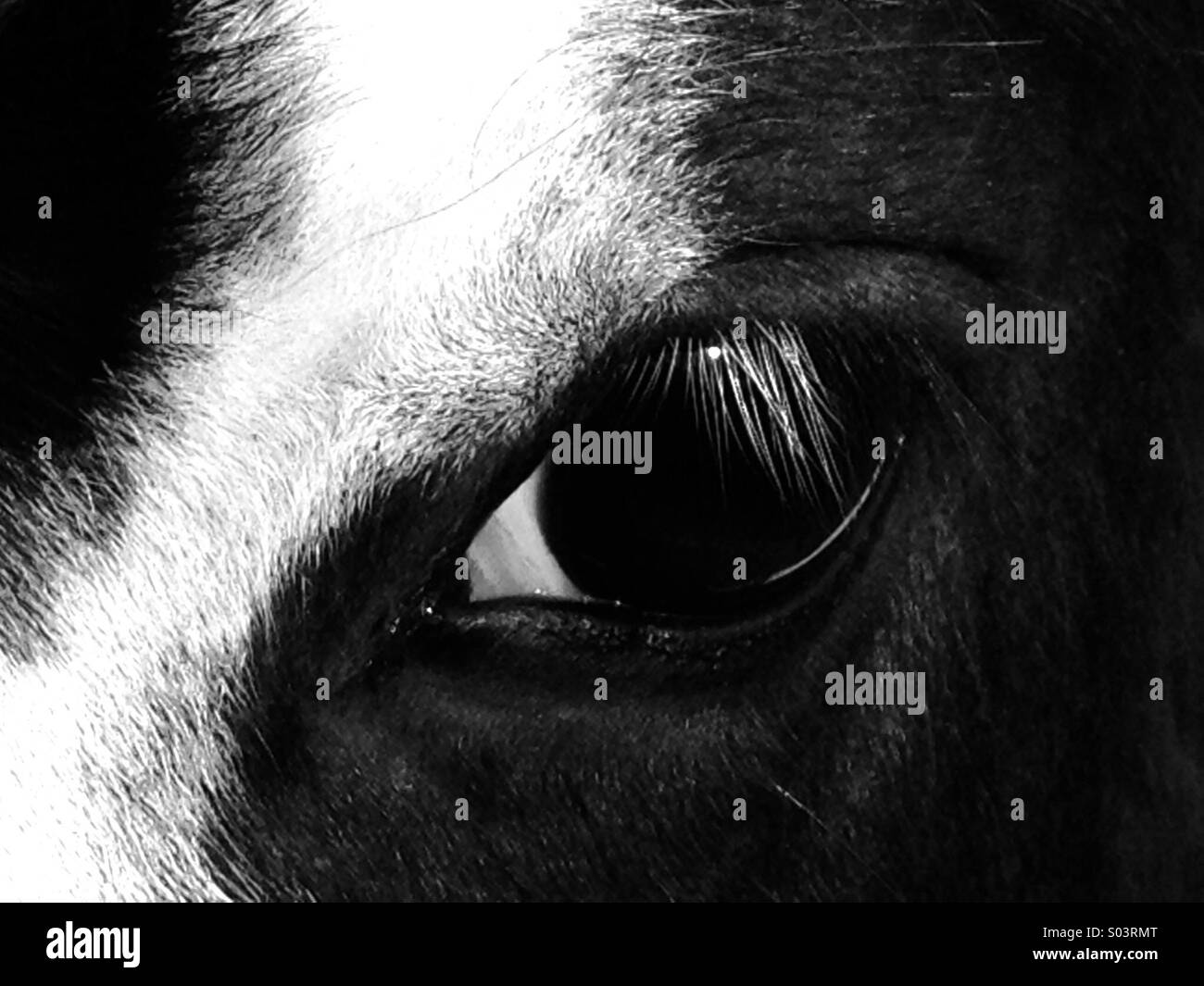 Pferde-Auge hautnah Stockfoto