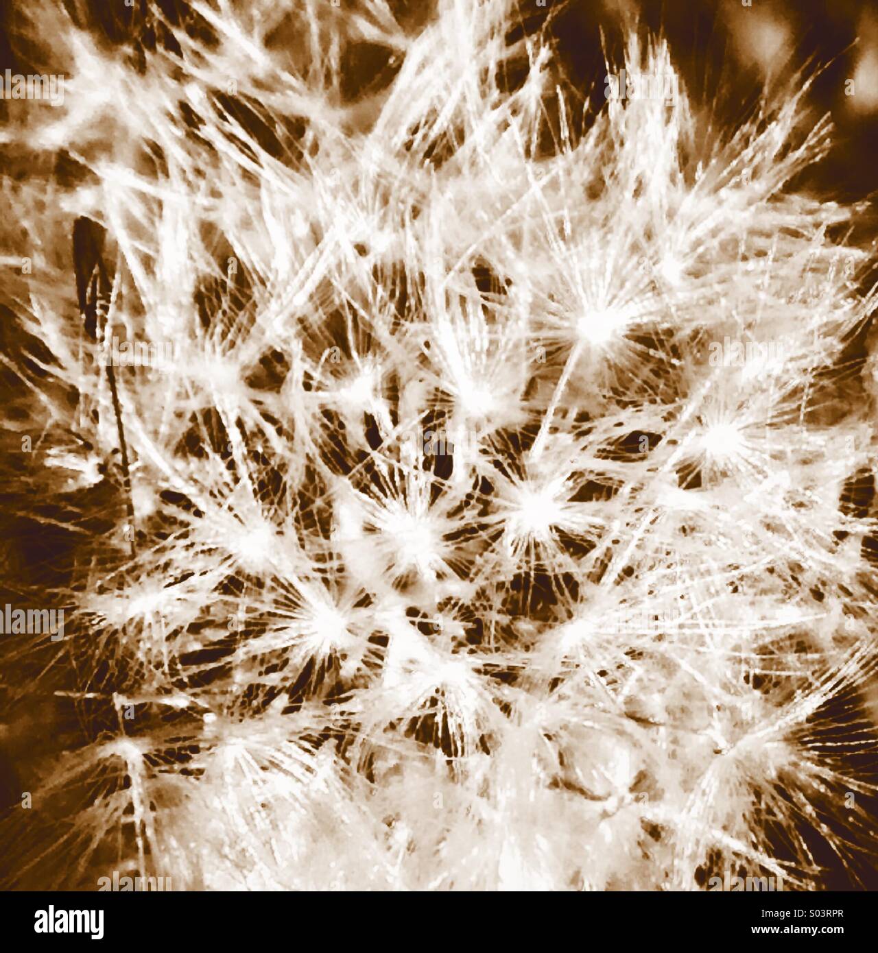 Sepia Löwenzahn Samen Kopf Close-up - Smartphone-aufgenommenes Stockfoto