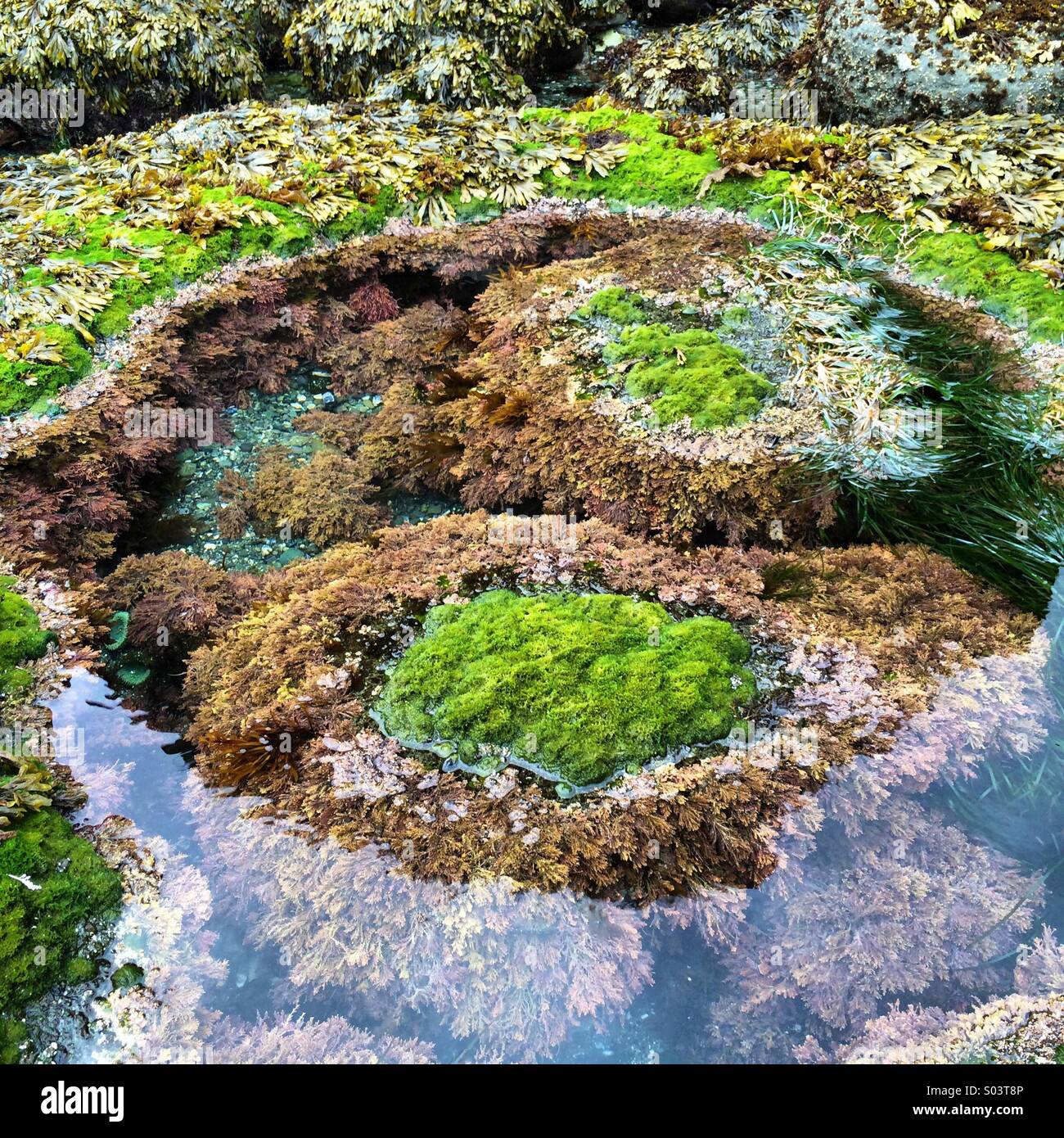 Pool der Gezeiten, niedrige Gezeiten, Shi Shi Beach, Olympic Nationalpark, Washington Stockfoto