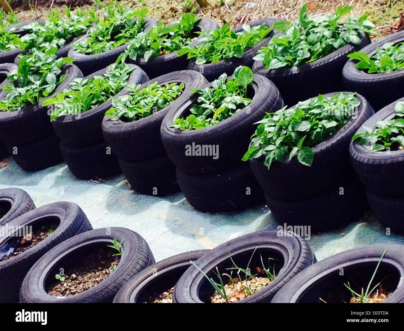 Kartoffeln wachsen im alten Auto-Reifen-Wannen Stockfotografie - Alamy