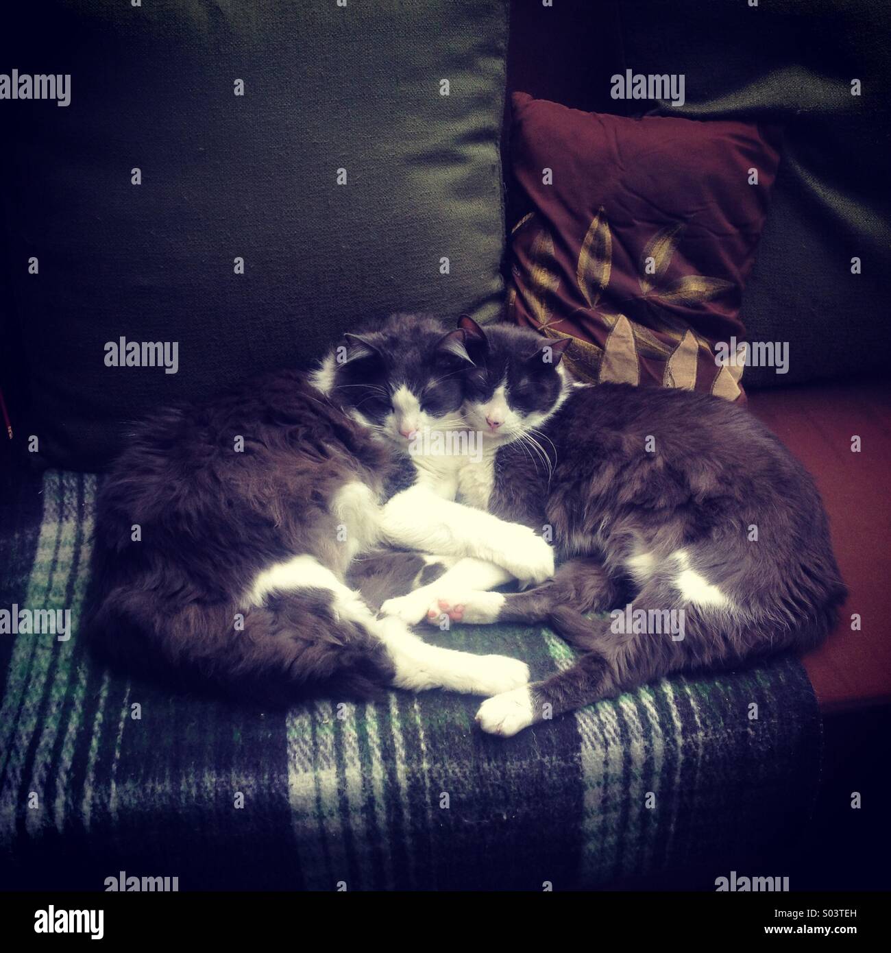 Zwei Bruder Katzen kuscheln miteinander in einem Sofa in Colonia Roma, Mexiko-Stadt, Mexiko Stockfoto