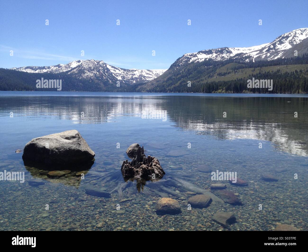 Die Küste am Blatt See ist übersät mit versunkene Baumstümpfe. Stockfoto