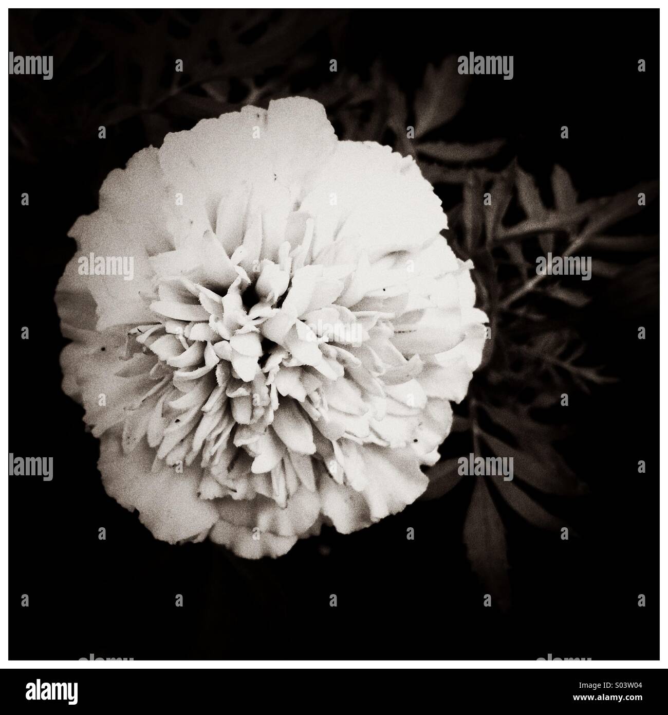 Einfache und elegante, schwarz-weiß Bild einer einzelnen Blume mit Blättern. Stockfoto