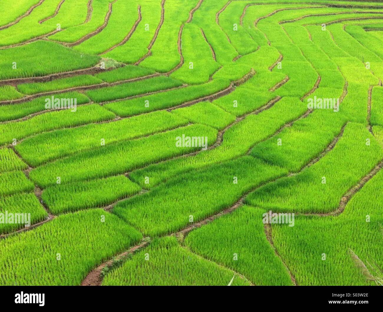 Die Kunst des Reis-Feld Stockfoto