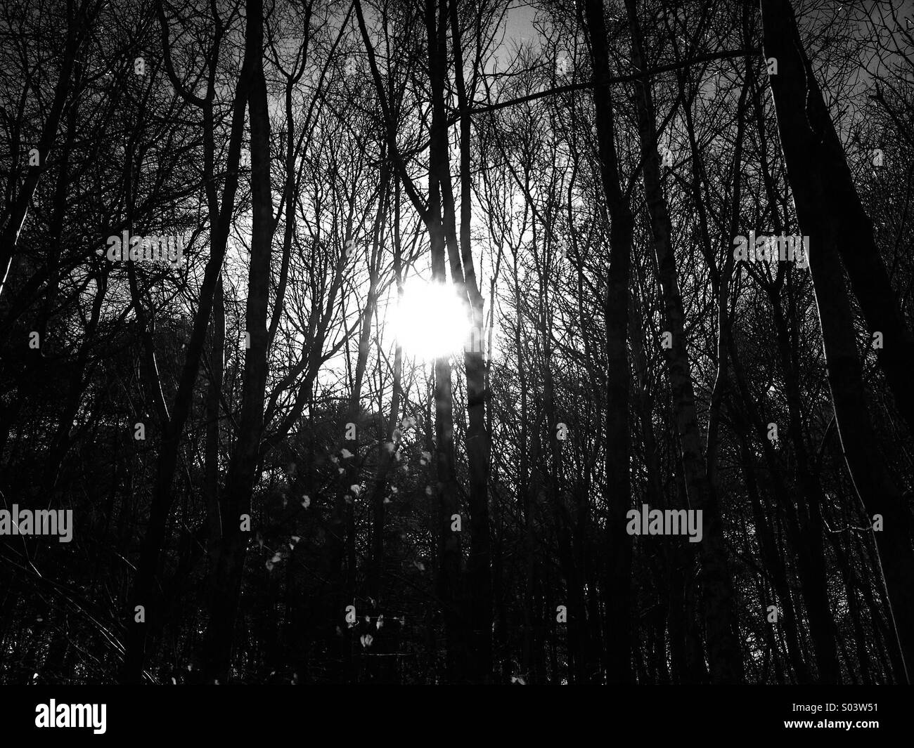 Schwarz-weiß-Aufnahme von Sonnenlicht durch Bäume in der Nähe von Groby Leicestershire Stockfoto