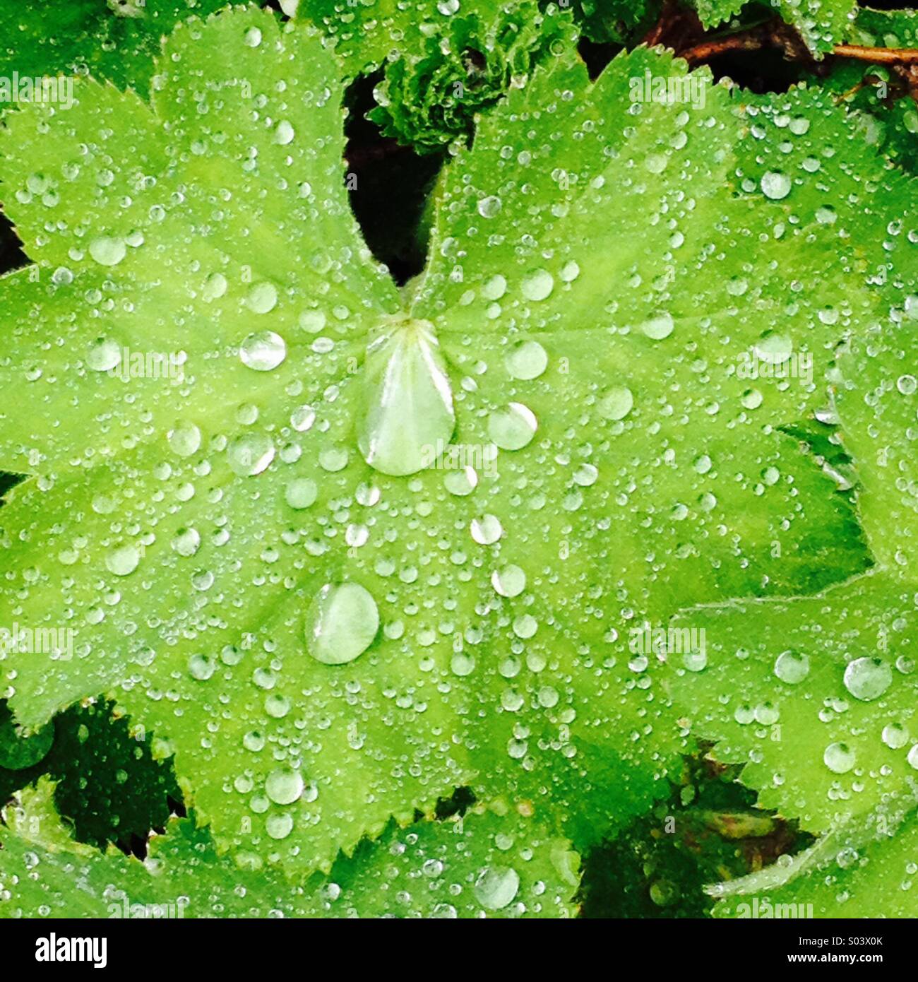 Oberflächenspannung - Smartphone-aufgenommenes Stockfoto