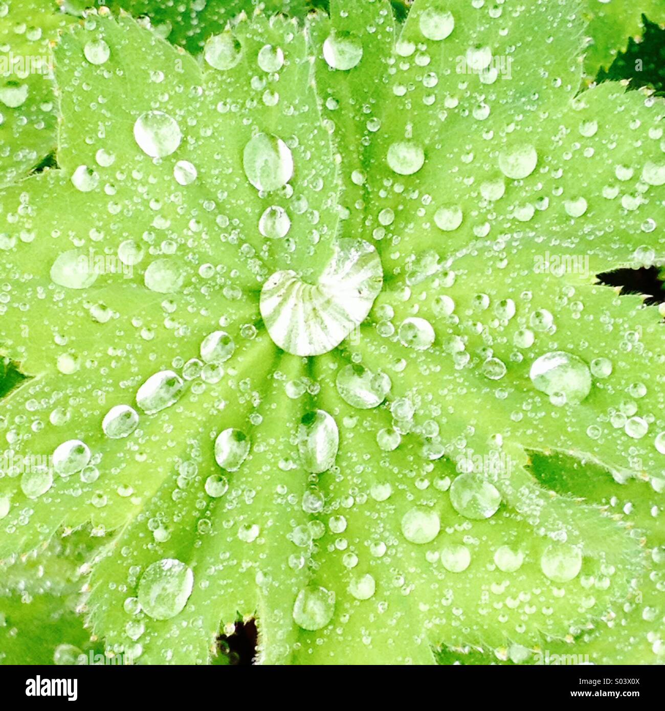 Regentropfen auf grünen Blättern - Smartphone-aufgenommenes Stockfoto