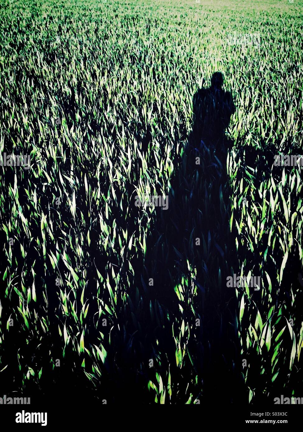 Schatten der Person im Maisfeld Stockfoto