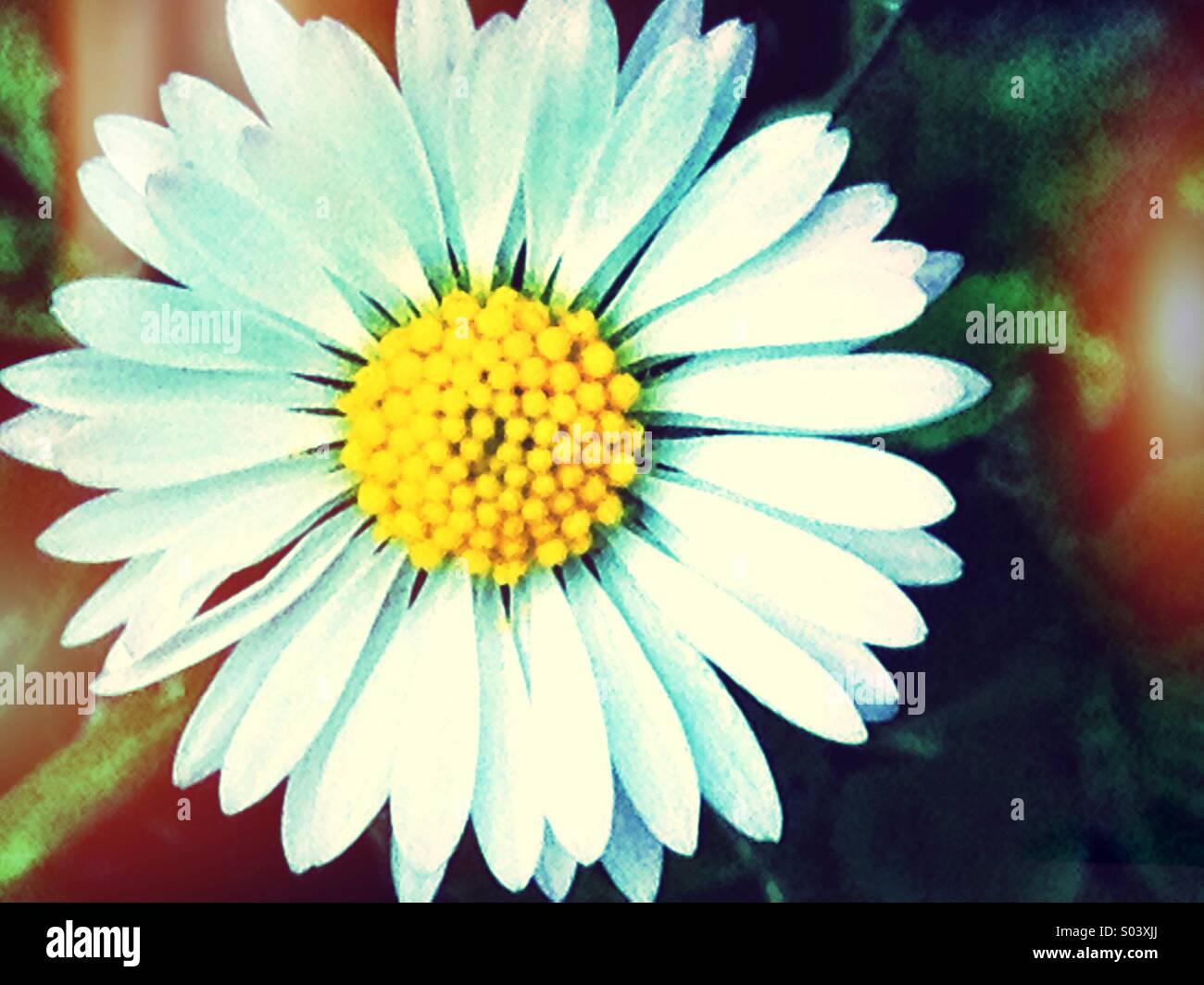 Daisy-Prozess - Smartphone-aufgenommenes Stockfoto