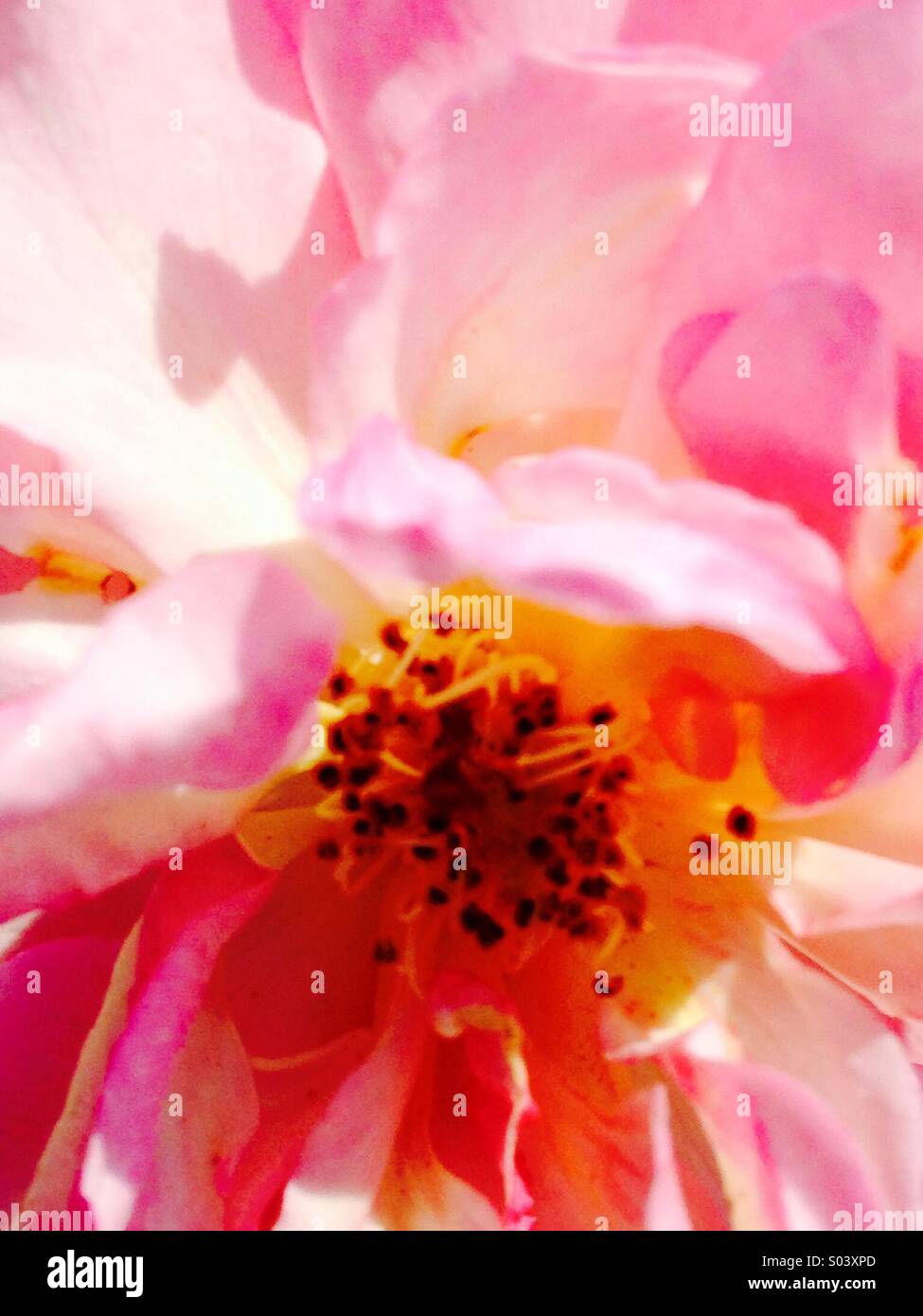 Rosa Blume in der Sonne mit Seide wie rosigen Blütenblätter und geheimnisvollen gelben und schwarzen Staubgefäßen. - Smartphone-aufgenommenes Stockfoto