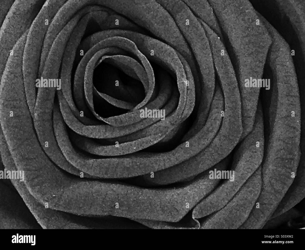 Rose-Struktur - Smartphone-aufgenommenes Stockfoto