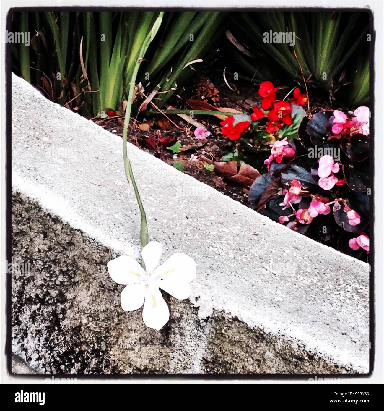 Wand Blumen Stockfoto