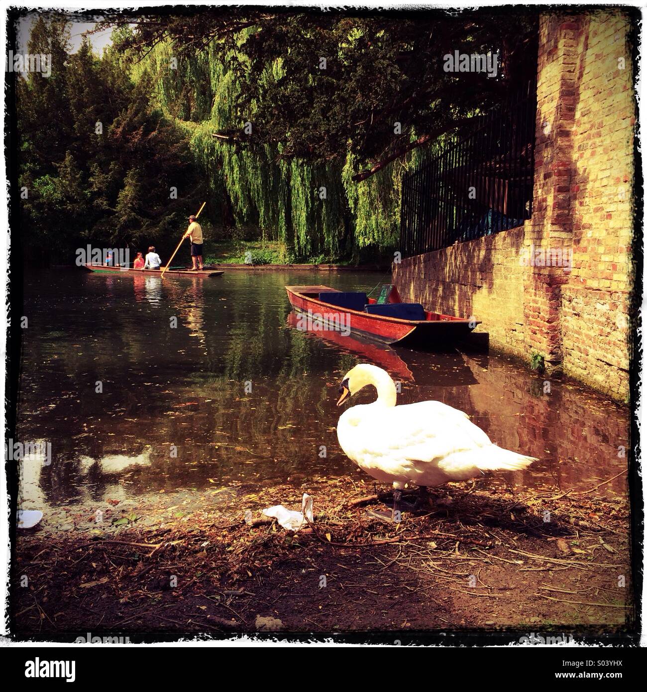 Swan und Punt, Fluss Cam, Cambridge im Frühjahr, UK Stockfoto