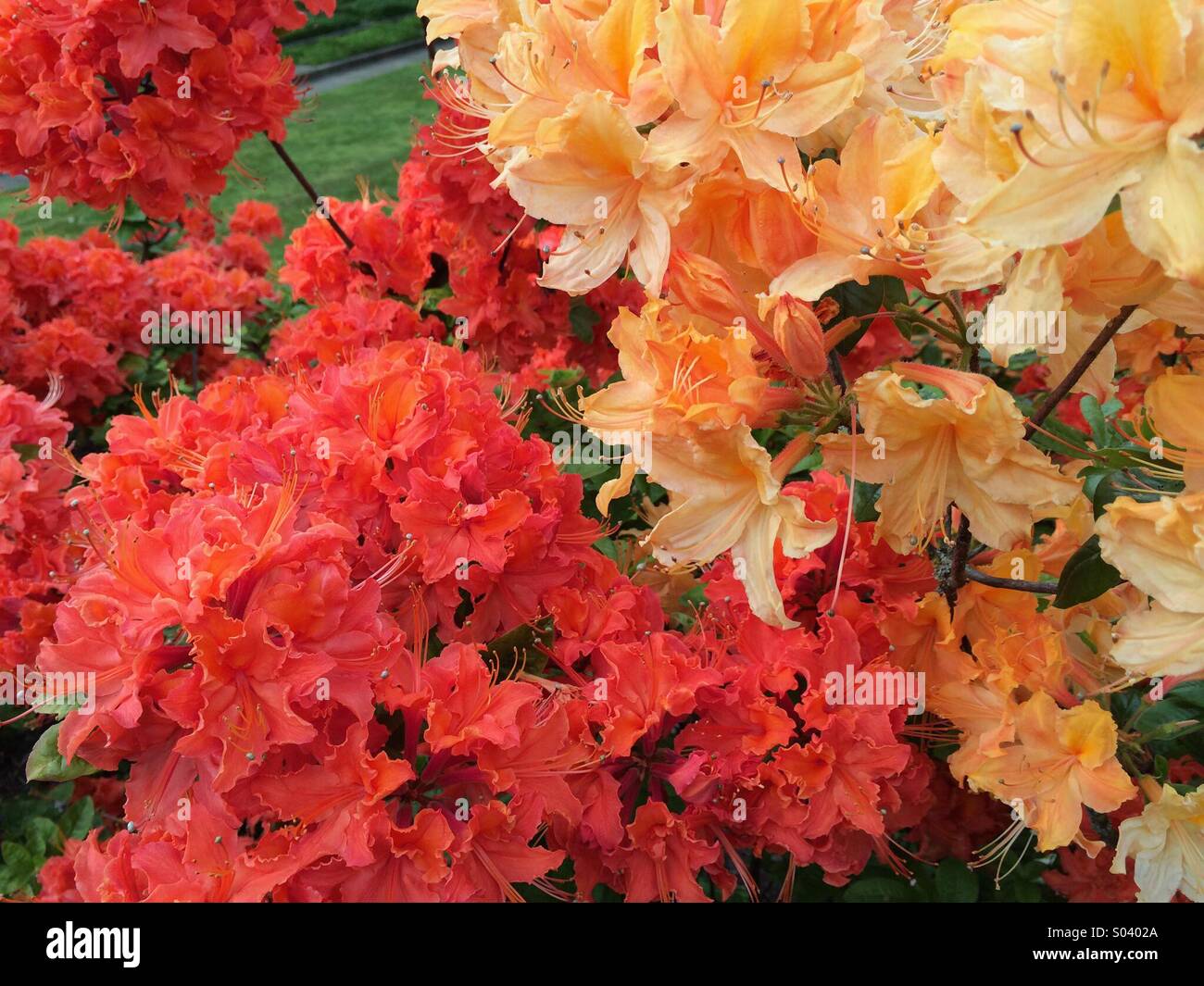 Rote und gelbe Rhododendron in voller Blüte Stockfoto