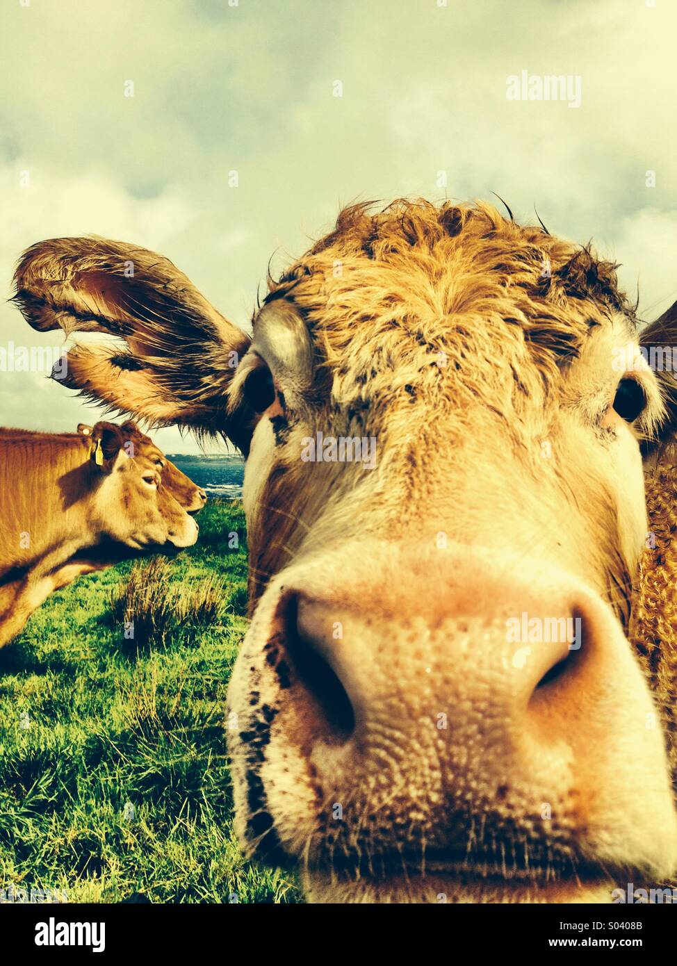 Rinder-Profile - Smartphone-aufgenommenes Stockfoto