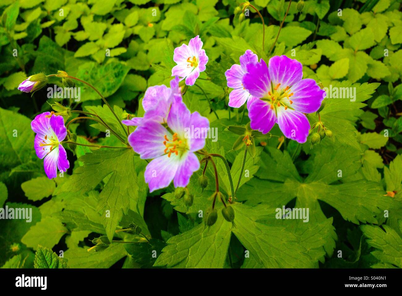Wild Geranium. - Smartphone-aufgenommenes Stockfoto