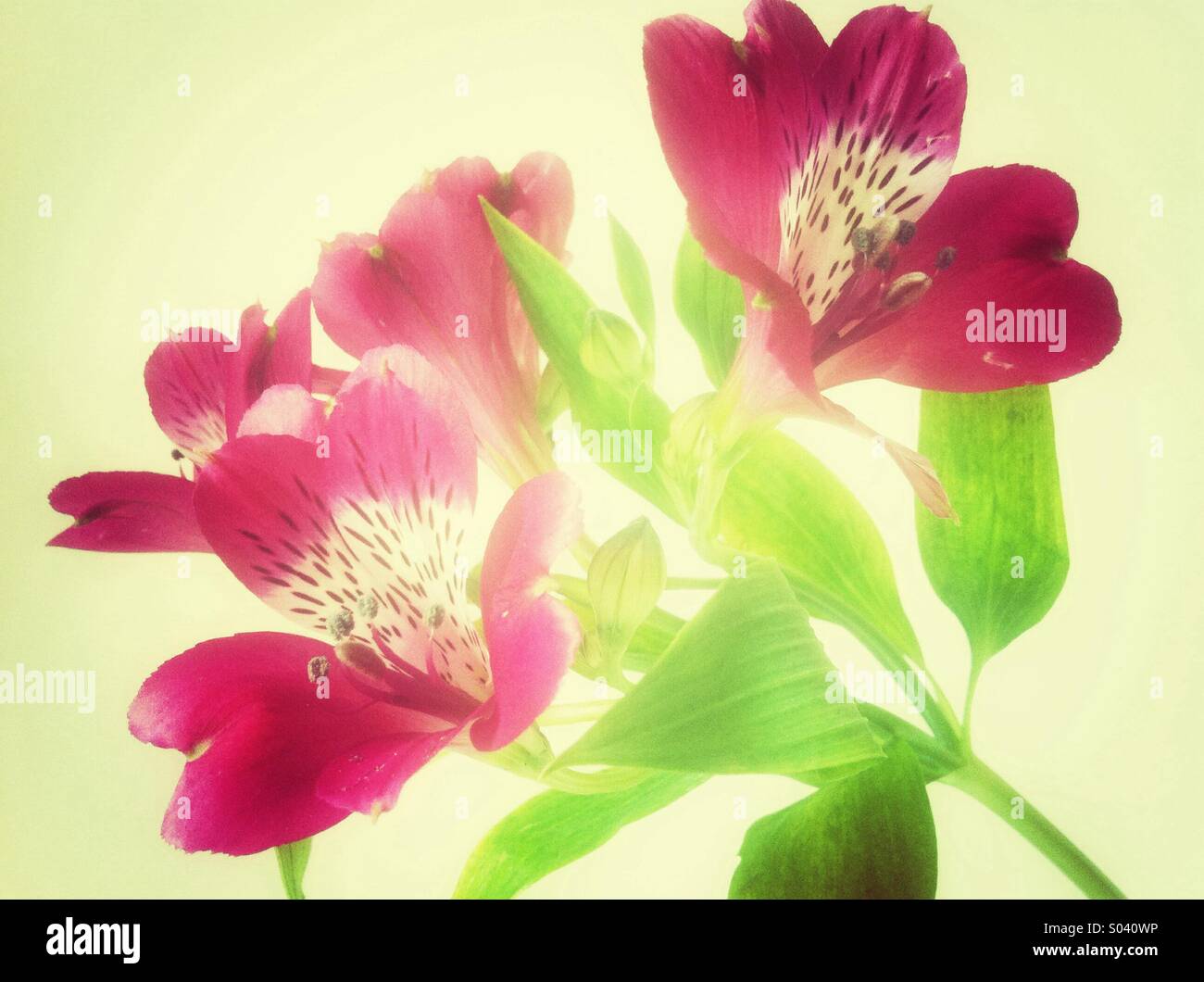 Rosa Blumen Stockfoto