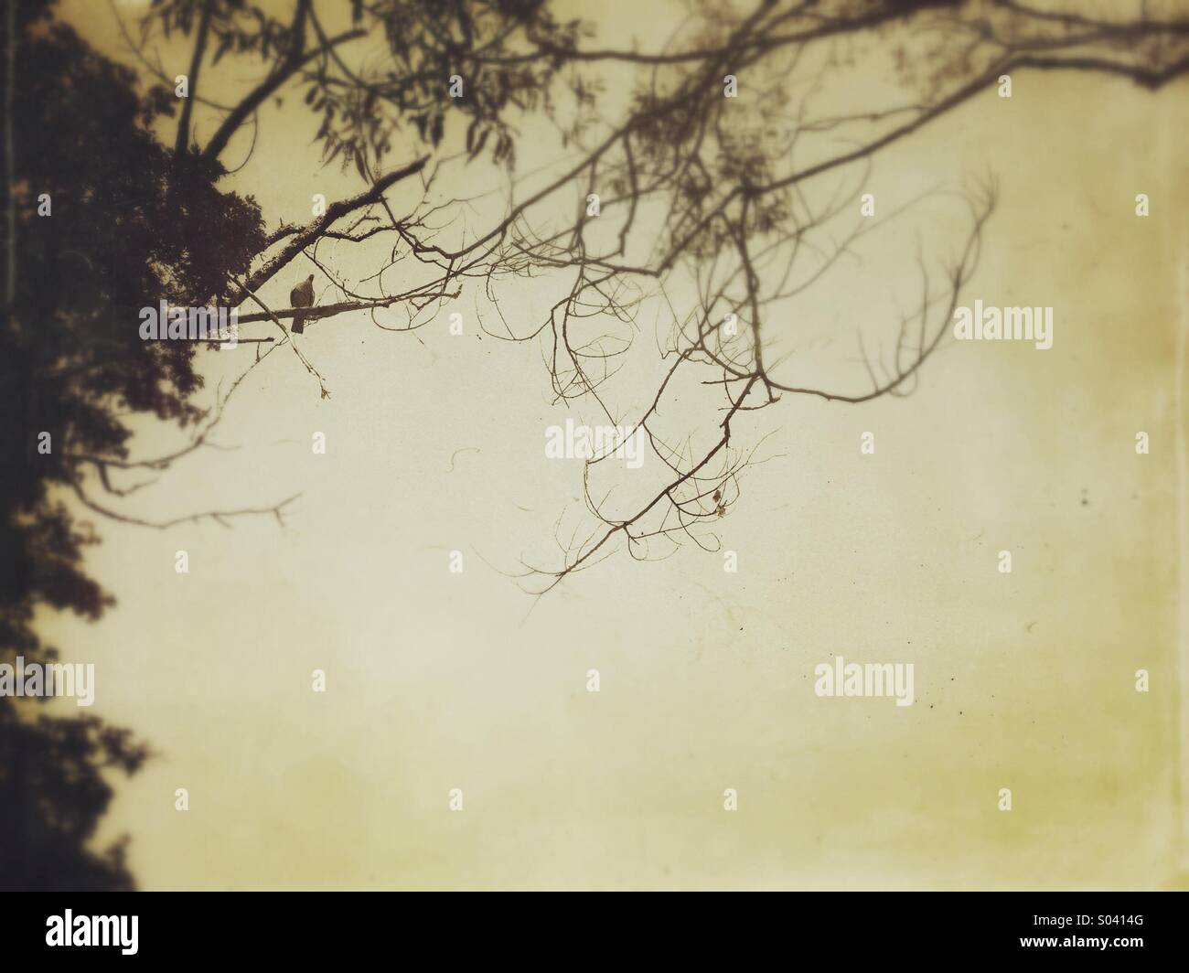 Vogel in Ästen - Smartphone-aufgenommenes Stockfoto