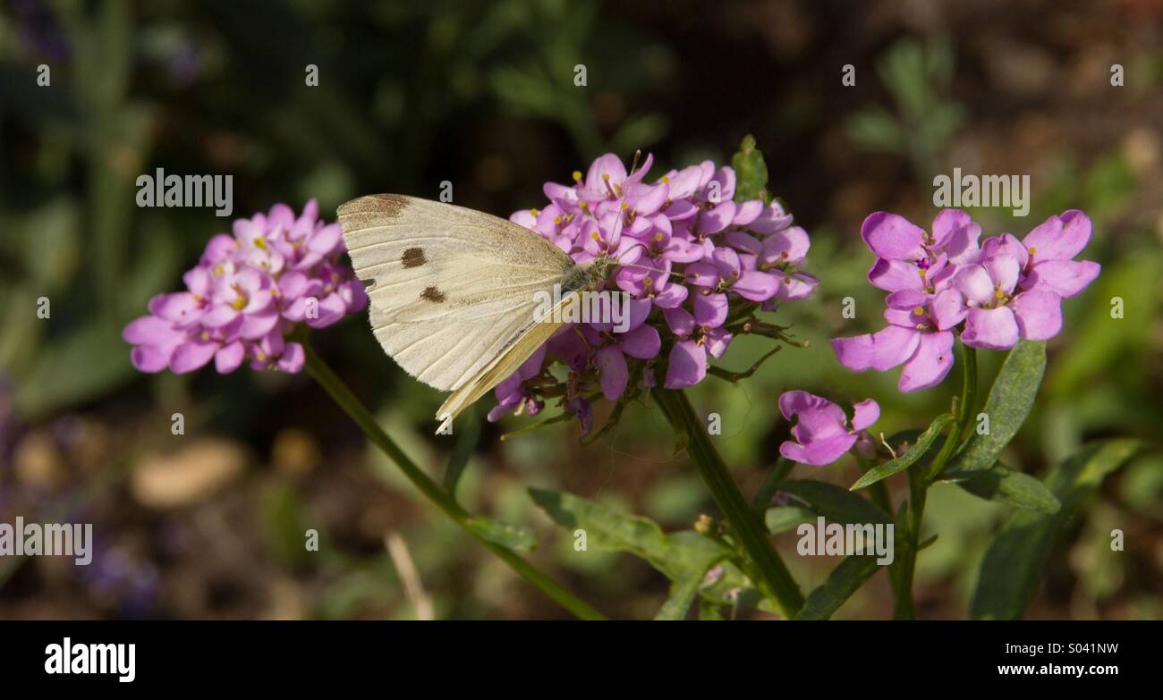 Weiß auf lila Blume Schmetterling Stockfoto