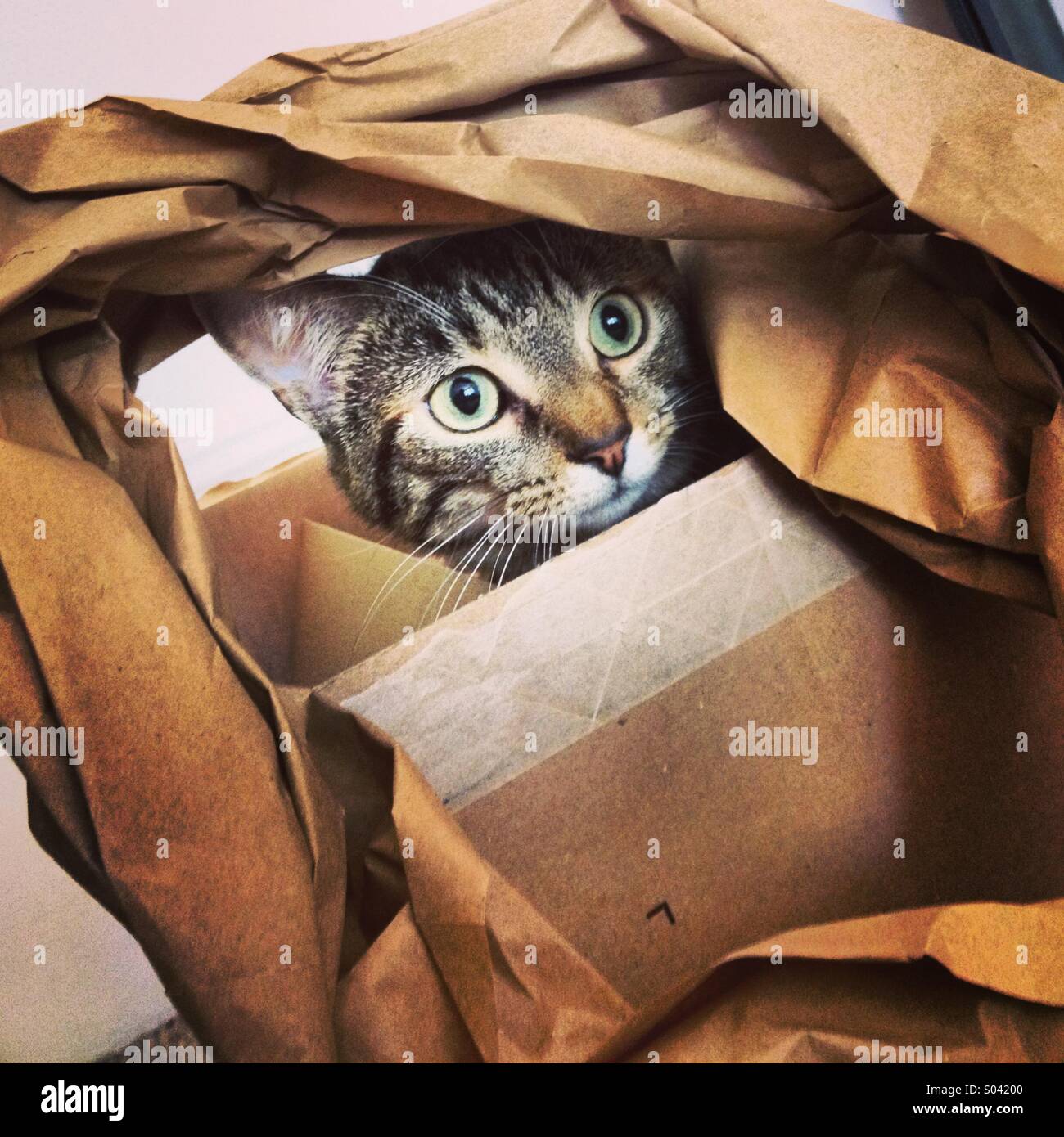 Tabby Katze Kätzchen Plaing mit Papier im Karton. Stockfoto