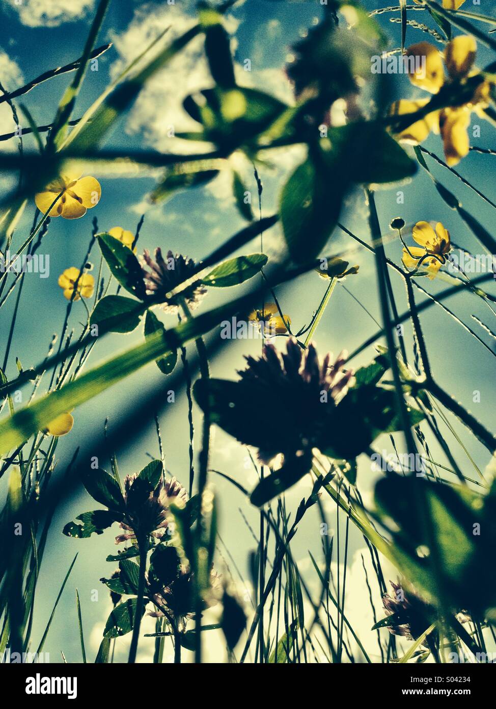 Nachschlagen in der Wiese - Smartphone-aufgenommenes Stockfoto