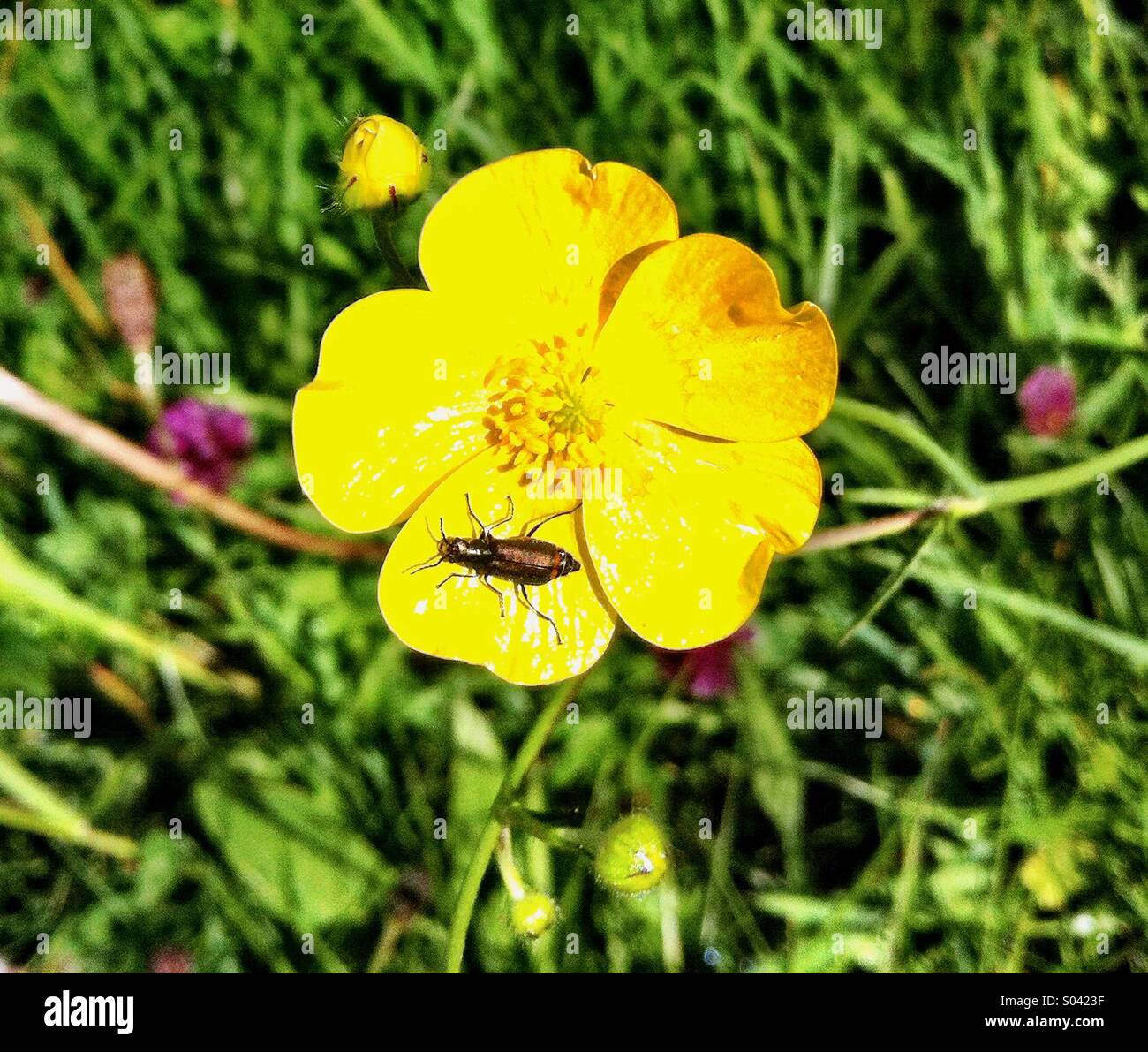 Fehler sitzen auf Butterblume im Feld im Sommer - Smartphone-aufgenommenes Stockfoto