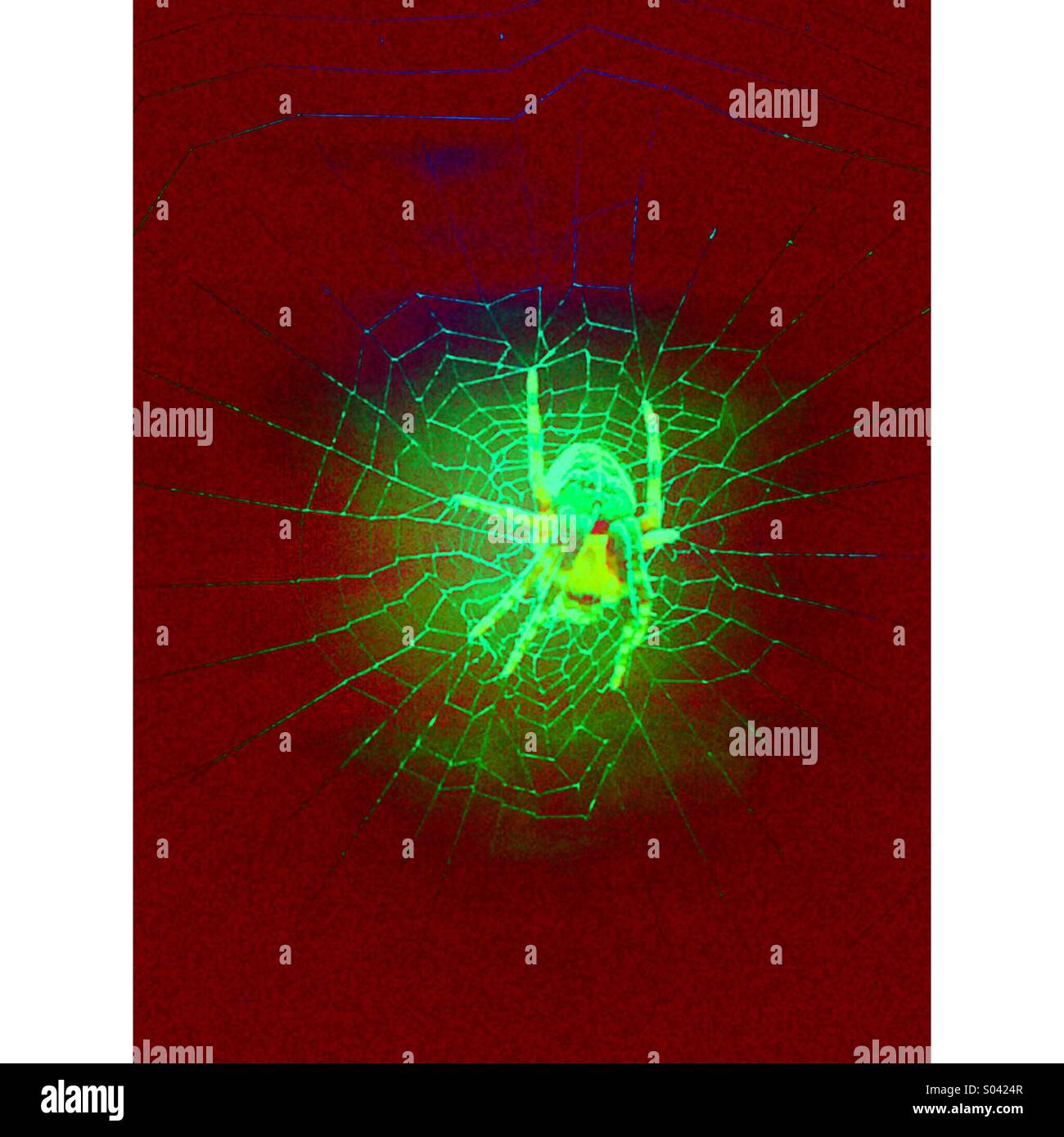 Kleine Spinne am Zentrum von web - Smartphone-aufgenommenes Stockfoto