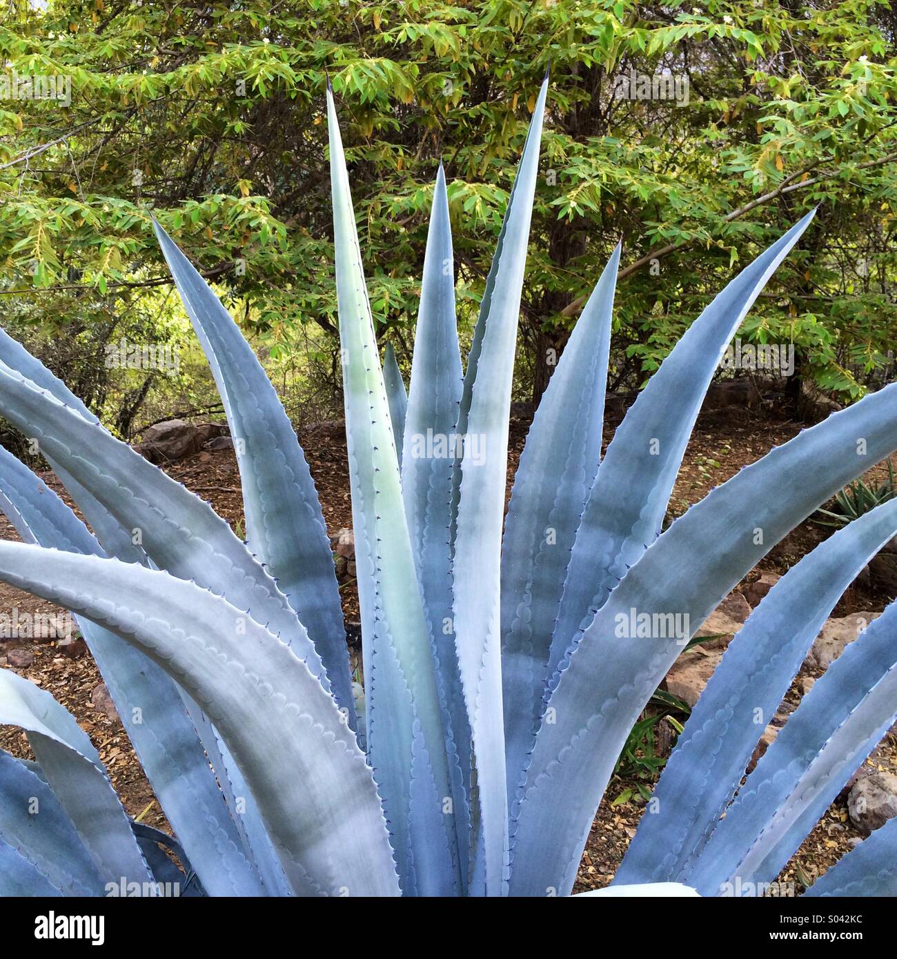 Blaue Agave Pflanze, Chaparri Reserve, Nord-Peru Stockfoto