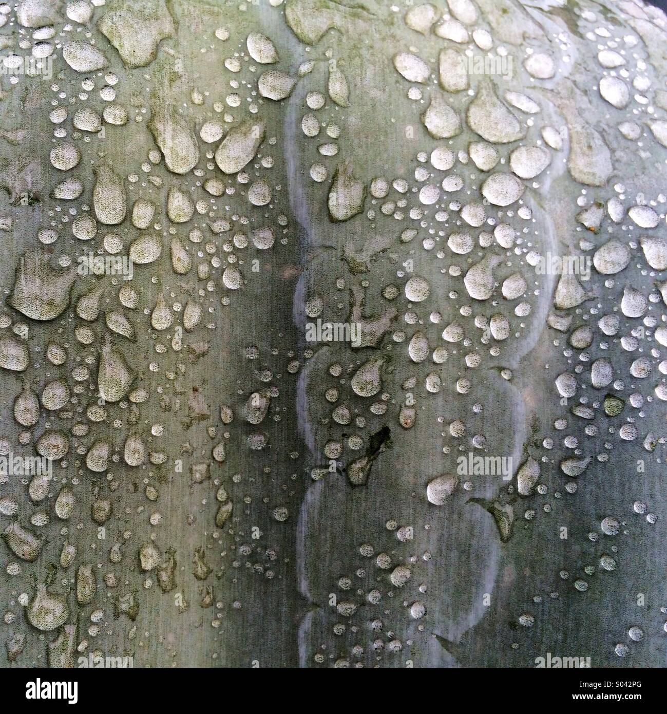 Regentropfen auf Agave Blatt, Chaparri Reserve, Peru Stockfoto