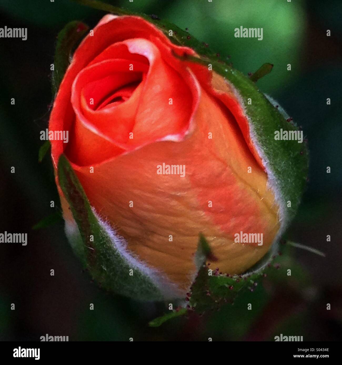 Rose Bud - Smartphone-aufgenommenes Stockfoto